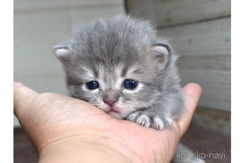 成約済の愛知県のサイベリアン-67279の3枚目